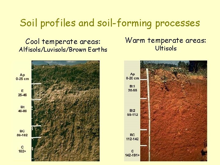Soil profiles and soil-forming processes Cool temperate areas: Alfisols/Luvisols/Brown Earths Warm temperate areas: Ultisols