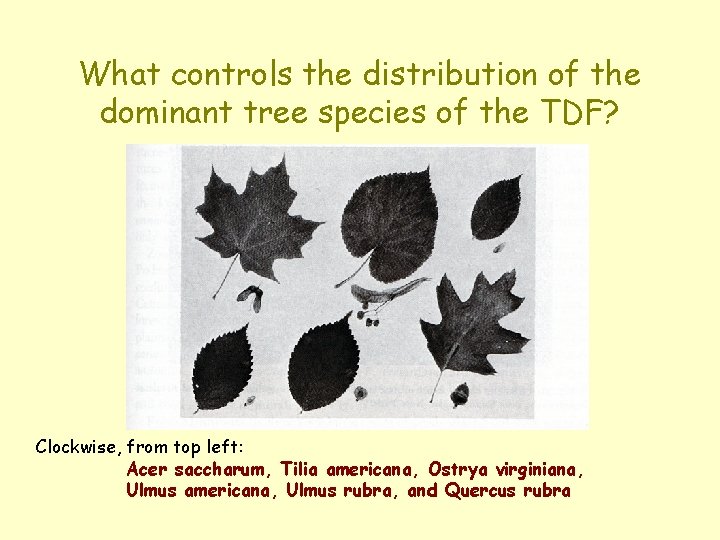 What controls the distribution of the dominant tree species of the TDF? Clockwise, from