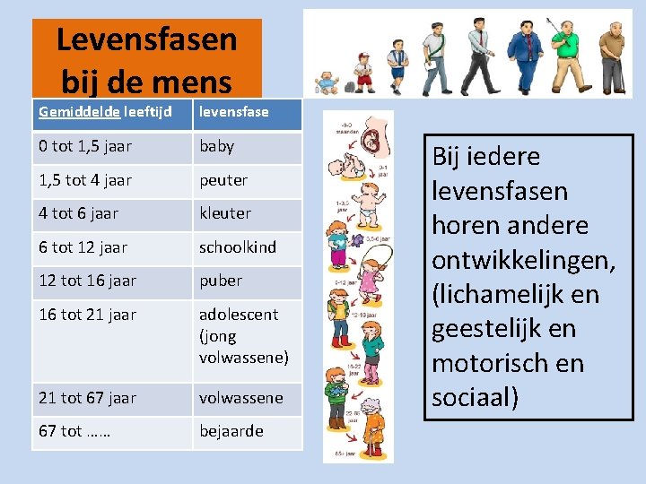 Levensfasen bij de mens Gemiddelde leeftijd levensfase 0 tot 1, 5 jaar baby 1,