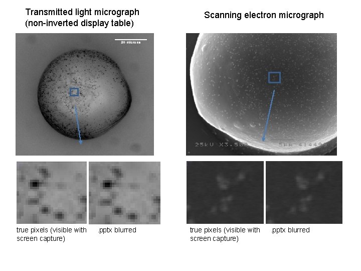 Transmitted light micrograph (non-inverted display table) true pixels (visible with screen capture) . pptx