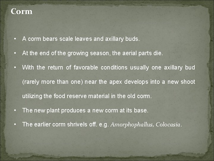 Corm • A corm bears scale leaves and axillary buds. • At the end