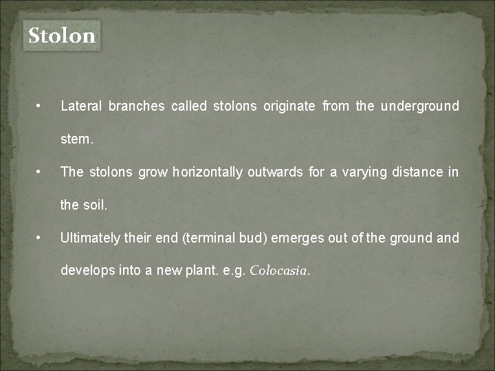 Stolon • Lateral branches called stolons originate from the underground stem. • The stolons