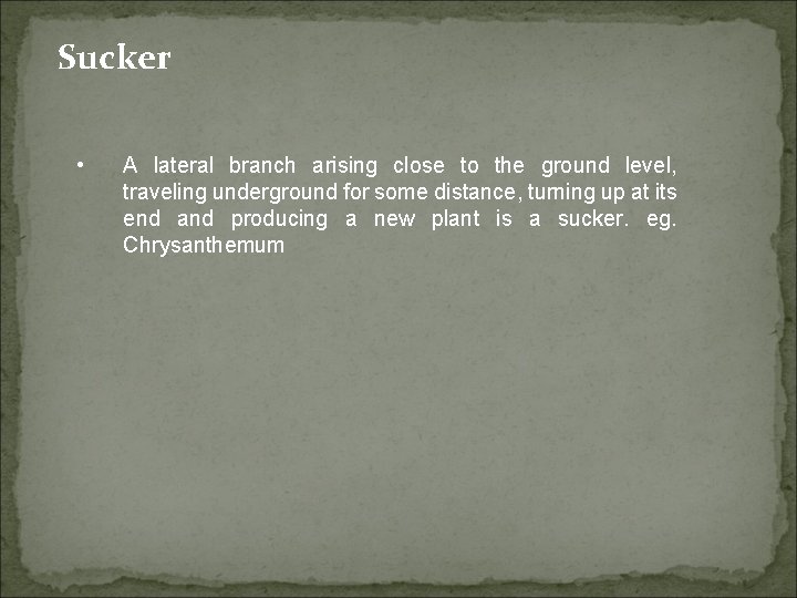 Sucker • A lateral branch arising close to the ground level, traveling underground for