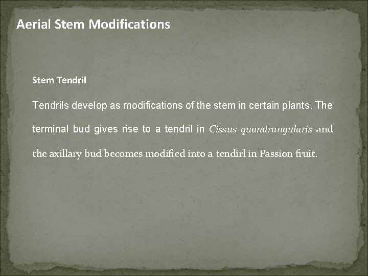 Aerial Stem Modifications Stem Tendrils develop as modifications of the stem in certain plants.