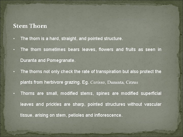 Stem Thorn • The thorn is a hard, straight, and pointed structure. • The
