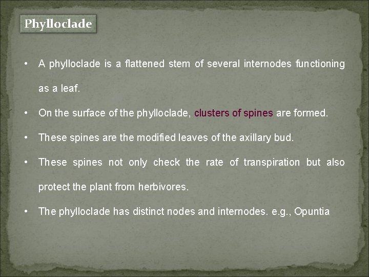 Phylloclade • A phylloclade is a flattened stem of several internodes functioning as a