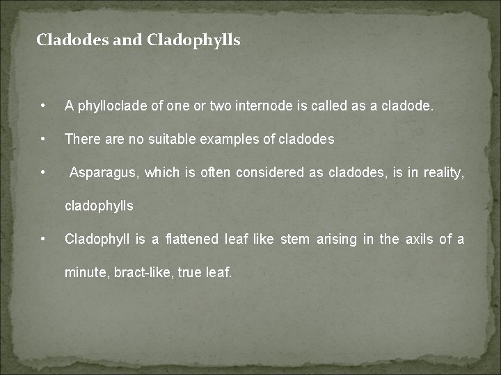 Cladodes and Cladophylls • A phylloclade of one or two internode is called as