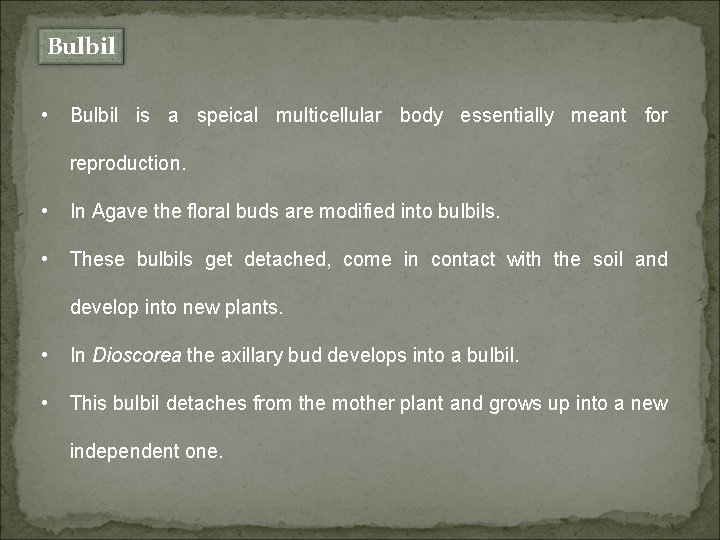 Bulbil • Bulbil is a speical multicellular body essentially meant for reproduction. • In