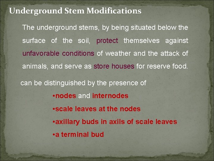 Underground Stem Modifications The underground stems, by being situated below the surface of the