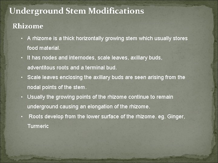Underground Stem Modifications Rhizome • A rhizome is a thick horizontally growing stem which