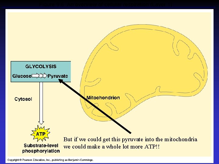 Figure 9. 6 An overview of cellular respiration (Layer 1) But if we could