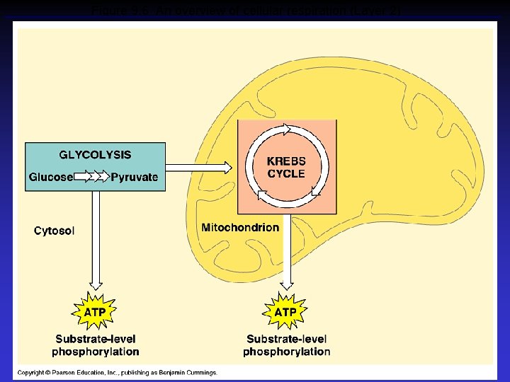 Figure 9. 6 An overview of cellular respiration (Layer 2) 