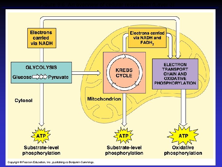 Figure 9. 6 An overview of cellular respiration (Layer 3) 