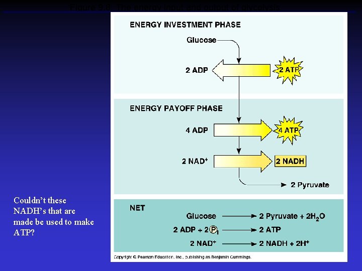 Figure 9. 8 The energy input and output of glycolysis Couldn’t these NADH’s that