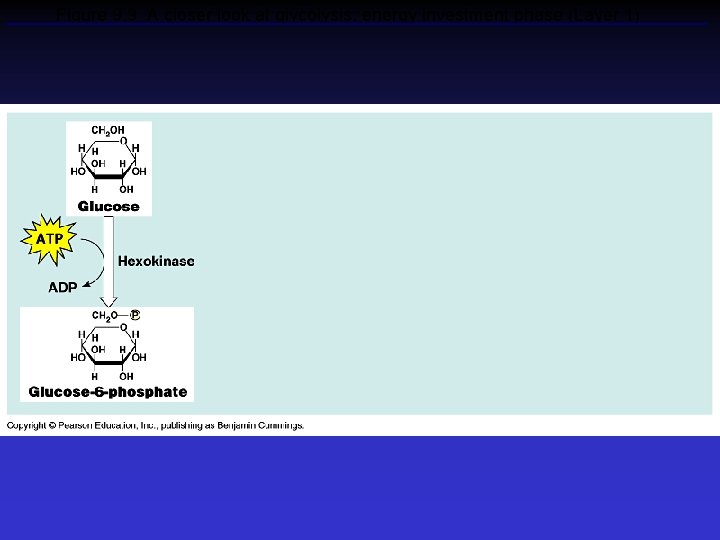 Figure 9. 9 A closer look at glycolysis: energy investment phase (Layer 1) 