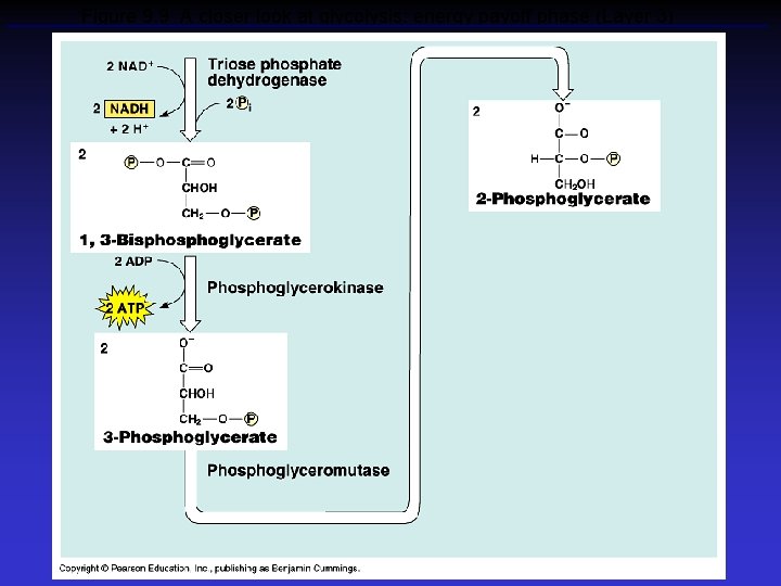 Figure 9. 9 A closer look at glycolysis: energy payoff phase (Layer 3) 