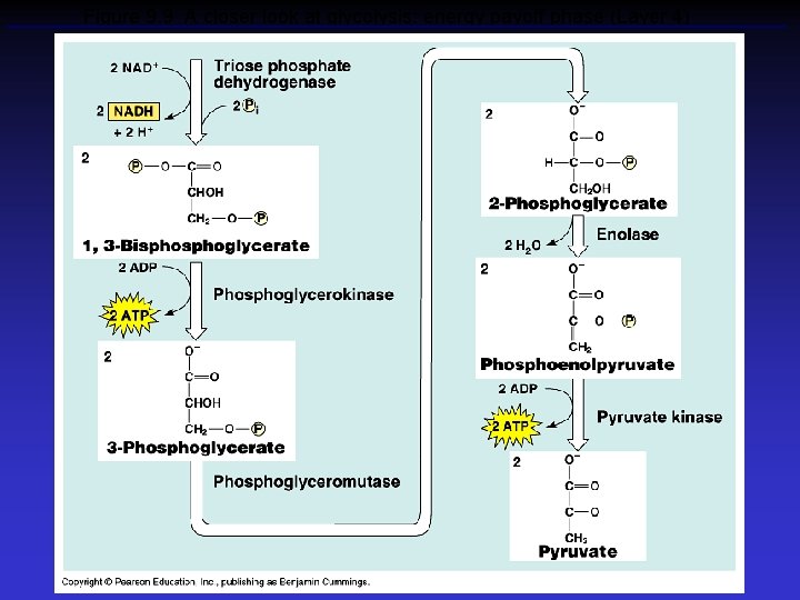 Figure 9. 9 A closer look at glycolysis: energy payoff phase (Layer 4) 