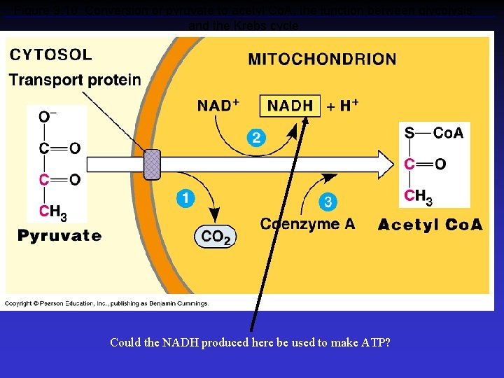 Figure 9. 10 Conversion of pyruvate to acetyl Co. A, the junction between glycolysis