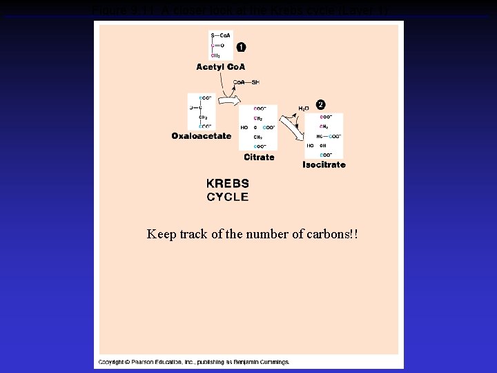 Figure 9. 11 A closer look at the Krebs cycle (Layer 1) Keep track