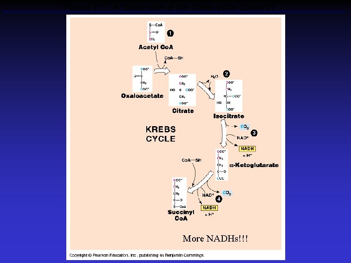 Figure 9. 11 A closer look at the Krebs cycle (Layer 2) More NADHs!!!