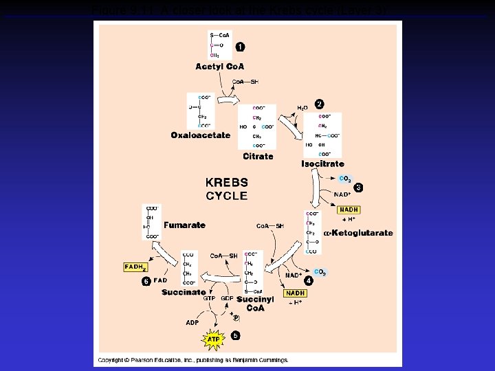 Figure 9. 11 A closer look at the Krebs cycle (Layer 3) 