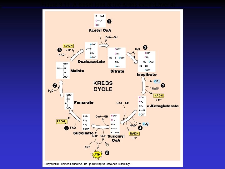 Figure 9. 11 A closer look at the Krebs cycle (Layer 4) 