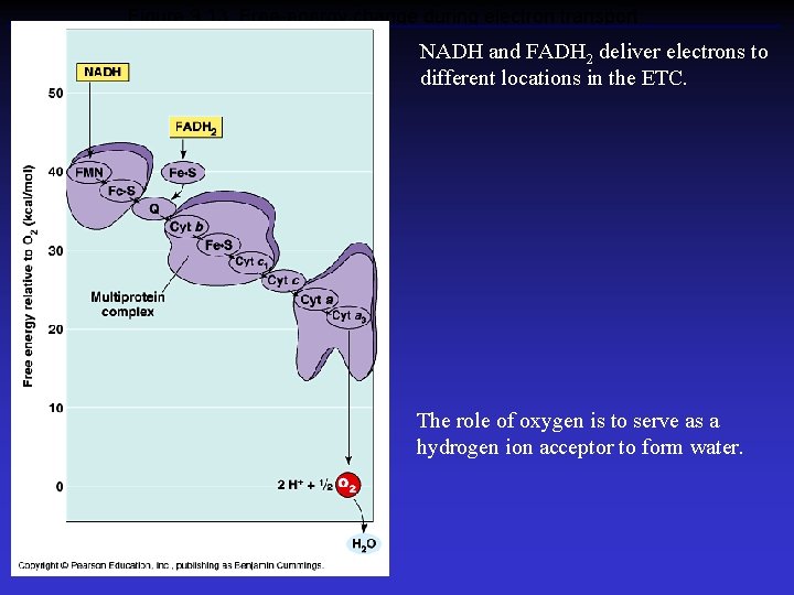 Figure 9. 13 Free-energy change during electron transport NADH and FADH 2 deliver electrons