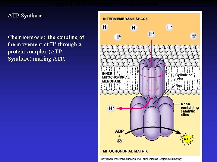 Figure 9. 14 ATP synthase, a molecular mill ATP Synthase Chemiosmosis: the coupling of