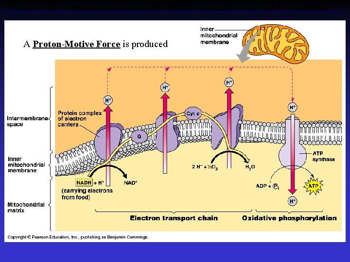 Figure 9. 15 Chemiosmosis couples the electron transport chain to ATP synthesis A Proton-Motive