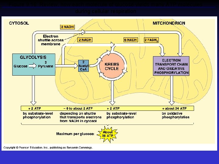 Figure 9. 16 Review: how each molecule of glucose yields many ATP molecules during