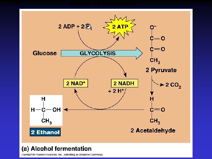 Figure 9. 17 a Fermentation 