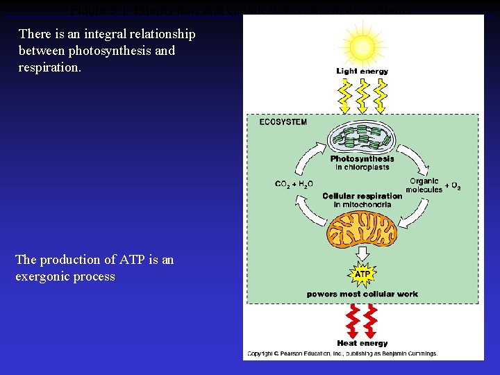 Figure 9. 1 Energy flow and chemical recycling in ecosystems There is an integral