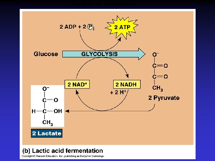 Figure 9. 17 b Fermentation 