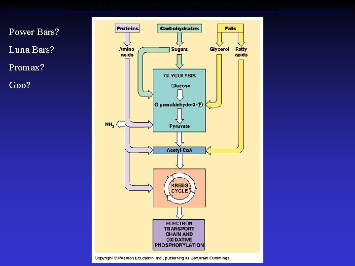 Figure 9. 19 The catabolism of various food molecules Power Bars? Luna Bars? Promax?