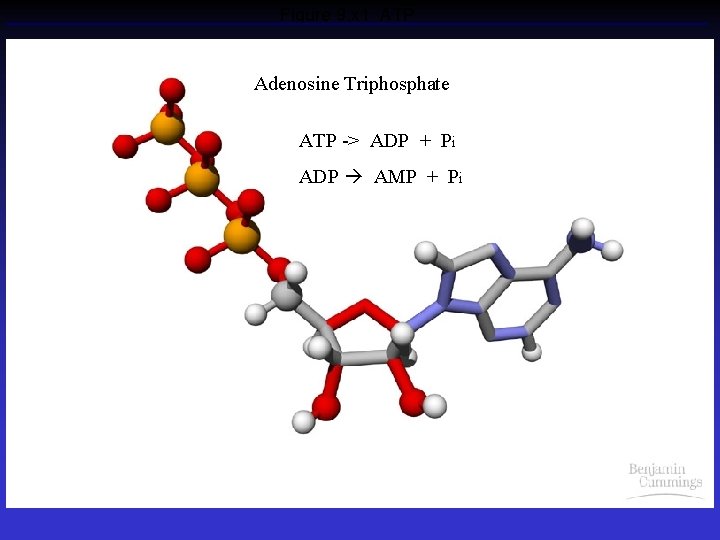 Figure 9. x 1 ATP Adenosine Triphosphate ATP -> ADP + Pi ADP AMP