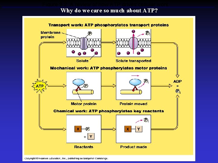 Figure 9. 2 A review of how ATP drives cellular work Why do we