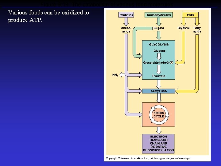 Figure 9. 19 The catabolism of various food molecules Various foods can be oxidized