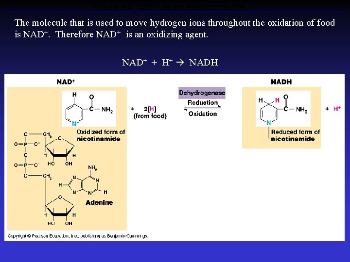 Figure 9. 4 NAD+ as an electron shuttle The molecule that is used to