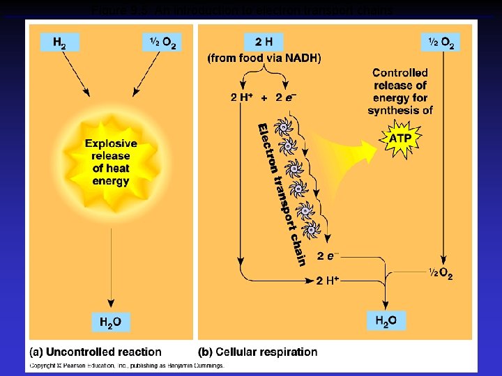 Figure 9. 5 An introduction to electron transport chains 