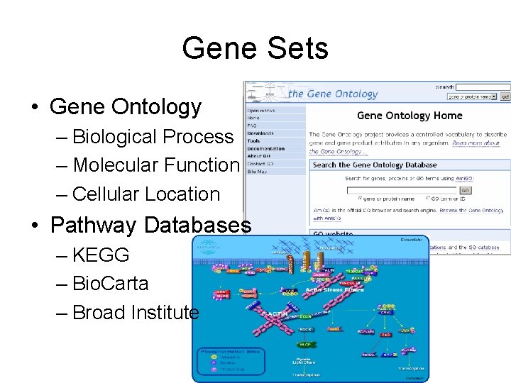 Gene Sets • Gene Ontology – Biological Process – Molecular Function – Cellular Location