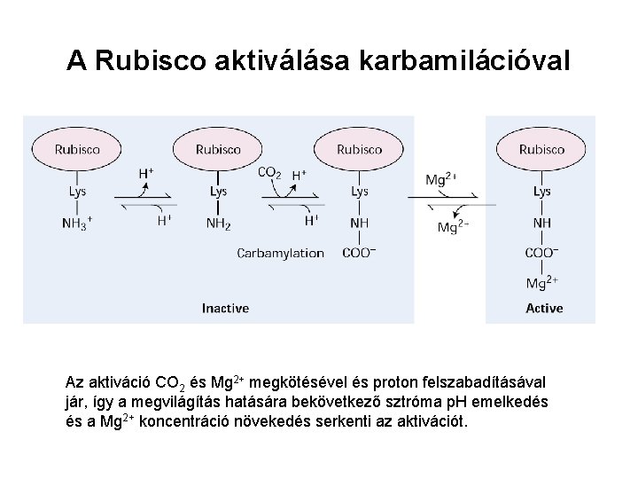 A Rubisco aktiválása karbamilációval Az aktiváció CO 2 és Mg 2+ megkötésével és proton