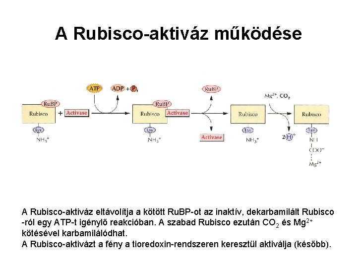 A Rubisco-aktiváz működése A Rubisco-aktiváz eltávolítja a kötött Ru. BP-ot az inaktív, dekarbamilált Rubisco