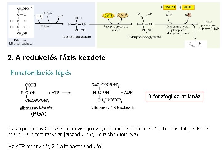 2. A redukciós fázis kezdete Foszforilációs lépés 3 -foszfoglicerát-kináz (PGA) Ha a glicerinsav-3 -foszfát