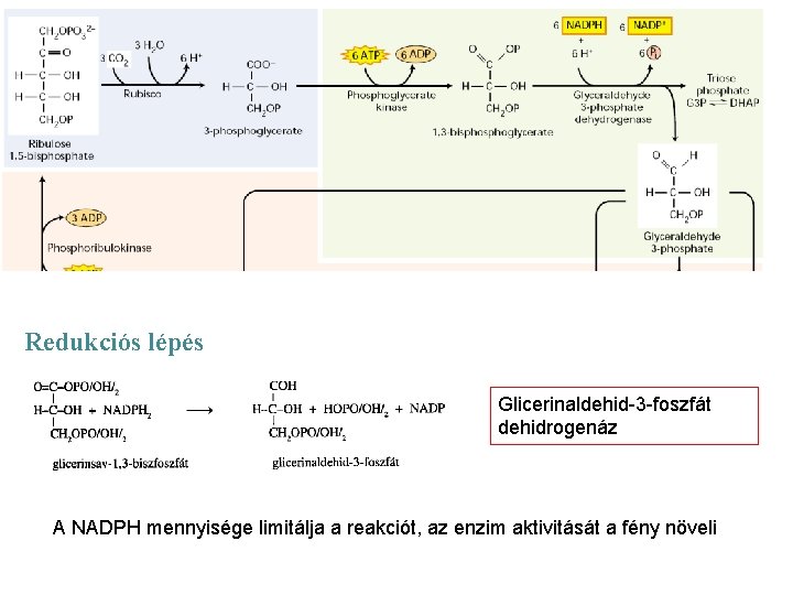 Redukciós lépés Glicerinaldehid-3 -foszfát dehidrogenáz A NADPH mennyisége limitálja a reakciót, az enzim aktivitását