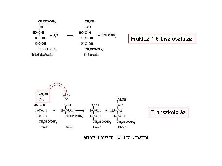Fruktóz-1, 6 -biszfoszfatáz Transzketoláz eritróz-4 -foszfát xilulóz-5 -foszfát 