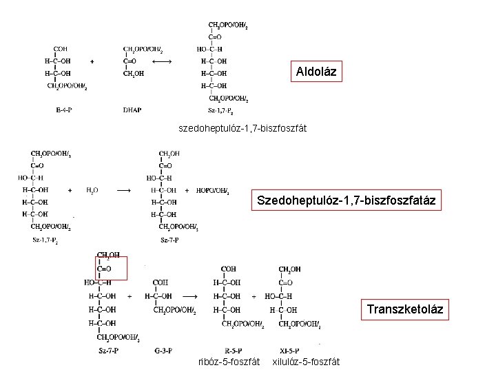 Aldoláz szedoheptulóz-1, 7 -biszfoszfát Szedoheptulóz-1, 7 -biszfoszfatáz Transzketoláz ribóz-5 -foszfát xilulóz-5 -foszfát 