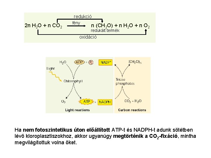 redukció 2 n H 2 O + n CO 2 fény n (CH 2