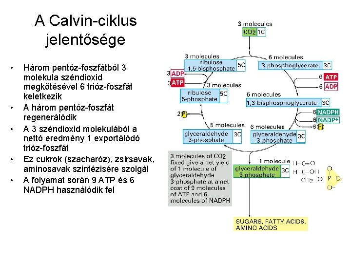 A Calvin-ciklus jelentősége • • • Három pentóz-foszfátból 3 molekula széndioxid megkötésével 6 trióz-foszfát