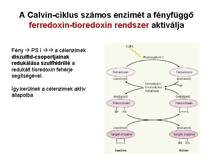 A Calvin-ciklus számos enzimét a fényfüggő ferredoxin-tioredoxin rendszer aktiválja Fény PS I a célenzimek