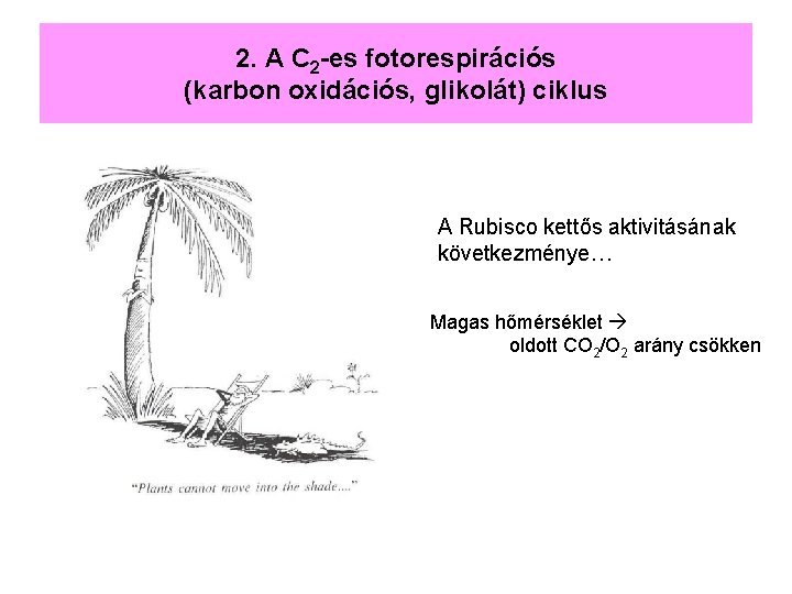 2. A C 2 -es fotorespirációs (karbon oxidációs, glikolát) ciklus A Rubisco kettős aktivitásának